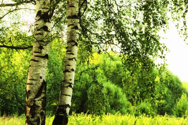 Yaz aylarında güneşli huş ağacı orman