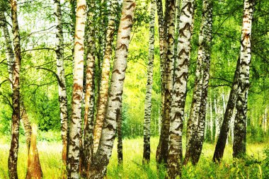 Yaz aylarında güneşli huş ağacı orman