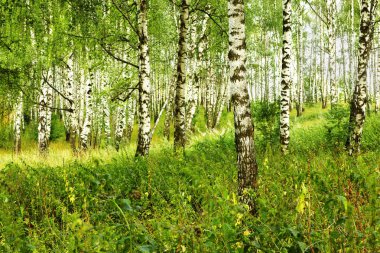 Yaz aylarında güneşli huş ağacı orman