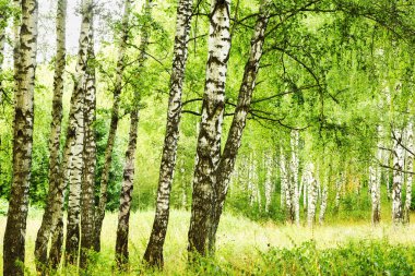 Yaz aylarında güneşli huş ağacı orman