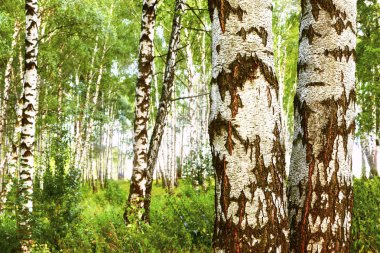 Yaz aylarında güneşli huş ağacı orman