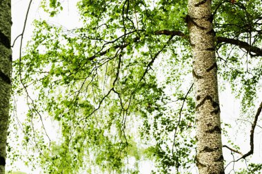 Yaz aylarında güneşli huş ağacı orman