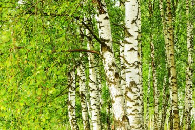 Yaz aylarında güneşli huş ağacı orman