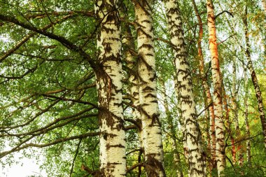 Yaz aylarında güneşli huş ağacı orman