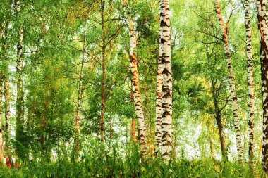 Yaz aylarında güneşli huş ağacı orman