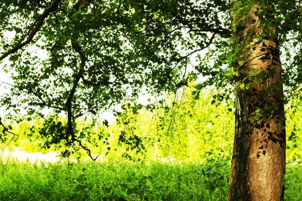 Verão na ensolarada floresta de bétula — Fotografia de Stock