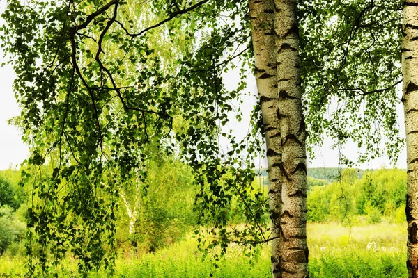 Verão na ensolarada floresta de bétula — Fotografia de Stock