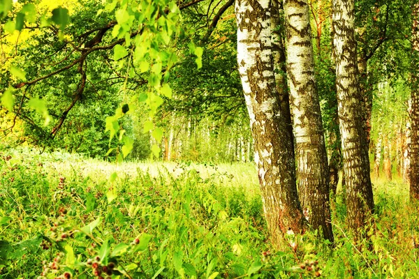 Verão na ensolarada floresta de bétula — Fotografia de Stock