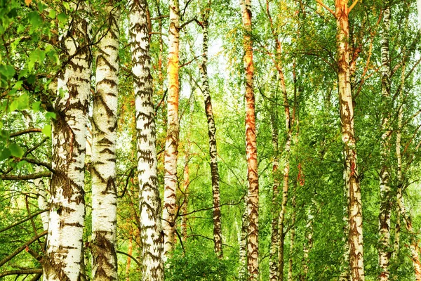 Summer in sunny birch forest — Stock Photo, Image