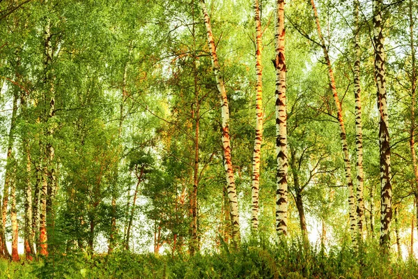 Verão na ensolarada floresta de bétula — Fotografia de Stock