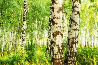 Yaz aylarında güneşli huş ağacı orman
