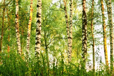 Yaz aylarında güneşli huş ağacı orman