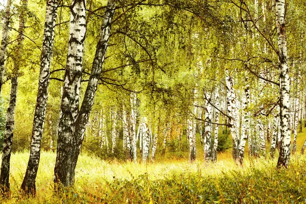 Zomer in zonnige berk bos — Stockfoto