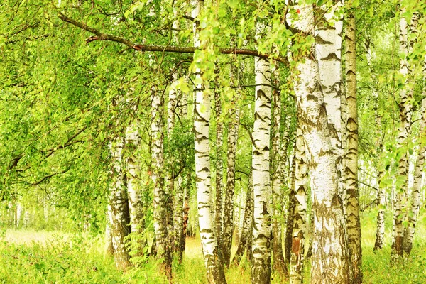 Sommer im sonnigen Birkenwald — Stockfoto