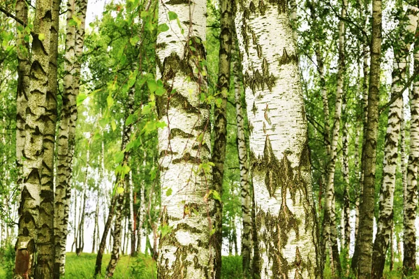 Estate nella soleggiata foresta di betulle — Foto Stock