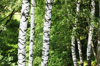 Yaz aylarında güneşli huş ağacı orman