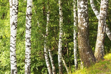 Yaz aylarında güneşli huş ağacı orman