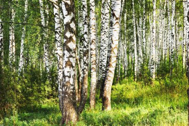Yaz aylarında güneşli huş ağacı orman