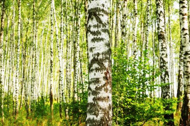 Yaz aylarında güneşli huş ağacı orman