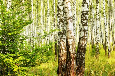 Yaz aylarında güneşli huş ağacı orman