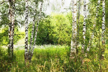 Yaz aylarında güneşli huş ağacı orman