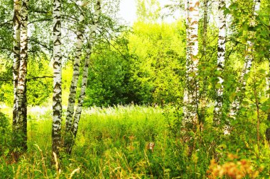 Yaz aylarında güneşli huş ağacı orman