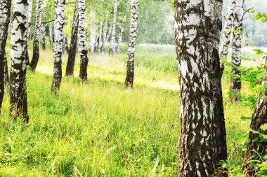 Yaz aylarında güneşli huş ağacı orman