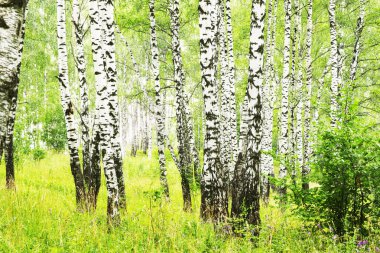 Yaz aylarında güneşli huş ağacı orman