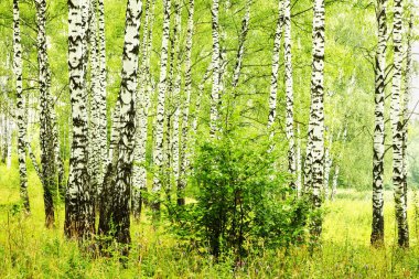 Yaz aylarında güneşli huş ağacı orman