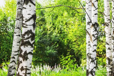 Yaz aylarında güneşli huş ağacı orman