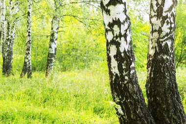 Yaz aylarında güneşli huş ağacı orman