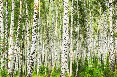 Yaz aylarında güneşli huş ağacı orman