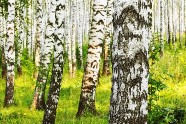 Yaz aylarında güneşli huş ağacı orman