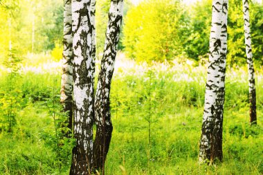 Yaz aylarında güneşli huş ağacı orman