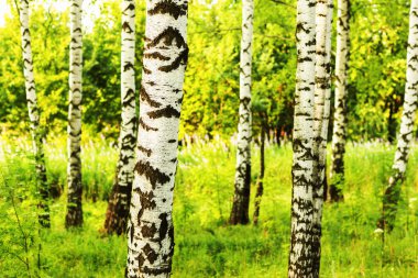 Yaz aylarında güneşli huş ağacı orman