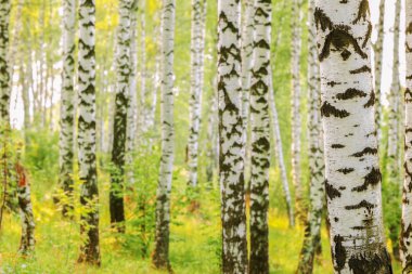 Yaz aylarında güneşli huş ağacı orman