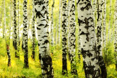 Yaz aylarında güneşli huş ağacı orman