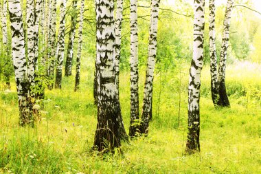 Yaz aylarında güneşli huş ağacı orman