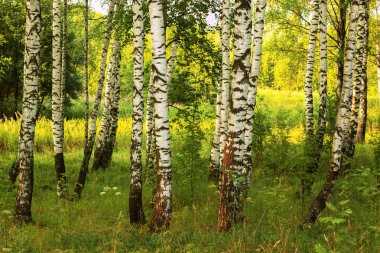 Yaz aylarında güneşli huş ağacı orman