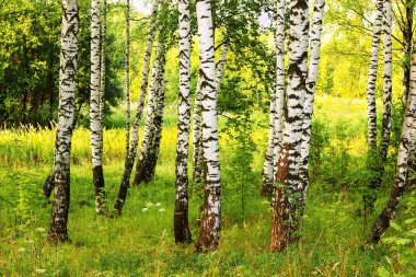 Yaz aylarında güneşli huş ağacı orman