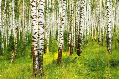 Yaz aylarında güneşli huş ağacı orman