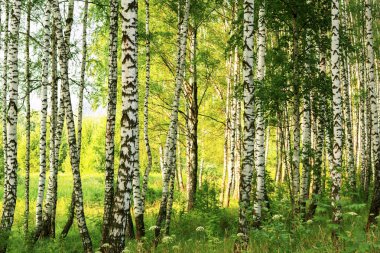 Yaz aylarında güneşli huş ağacı orman
