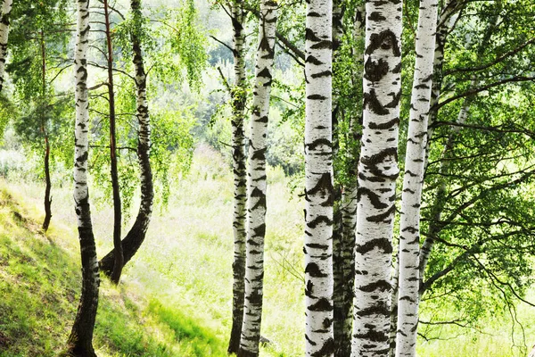 Verano en bosque de abedul soleado —  Fotos de Stock