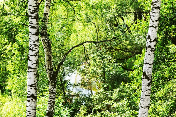 Verão na ensolarada floresta de bétula — Fotografia de Stock