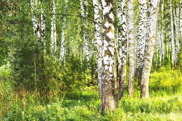 Sommer im sonnigen Birkenwald — Stockfoto