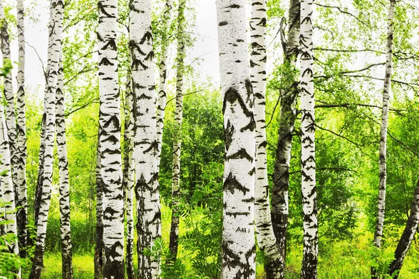 Zomer in zonnige berk bos — Stockfoto