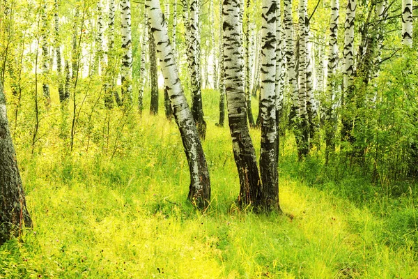 Verano en bosque de abedul soleado —  Fotos de Stock