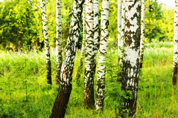 Estate nella soleggiata foresta di betulle — Foto Stock