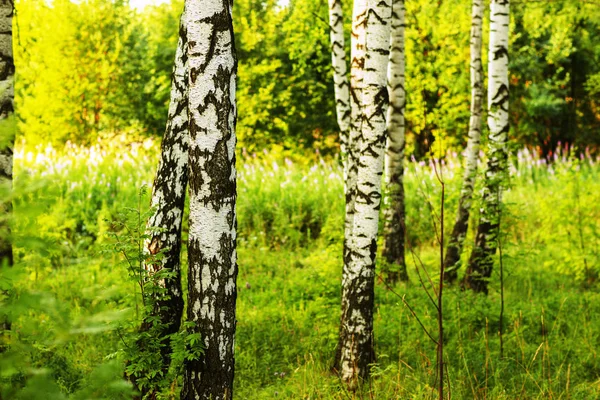 日当たりの良い白樺の森の夏 — ストック写真