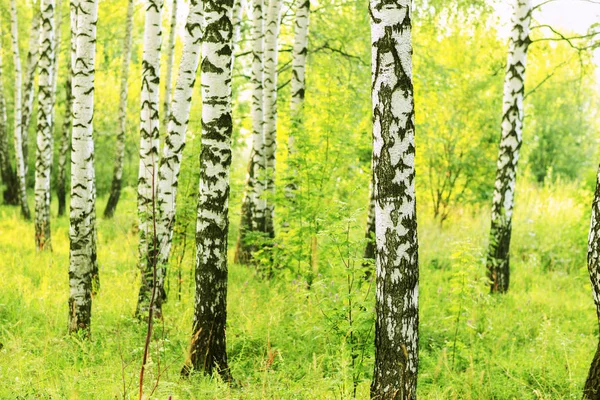 Το καλοκαίρι σε ηλιόλουστες σημύδα δάσος — Φωτογραφία Αρχείου